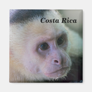 Íman Costa Rica - Macaco-prego branco