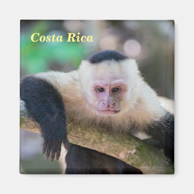Íman Costa Rica - Macaco-prego branco (Frente)