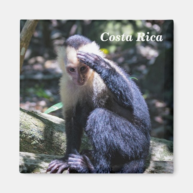 Íman Costa Rica - Macaco-prego branco (Frente)
