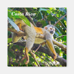 Íman Costa Rica, Manuel Antonio - Macaco-esquilo