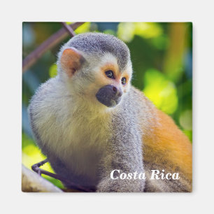 Íman Costa Rica, Manuel Antonio - Macaco-esquilo