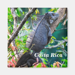 Íman Costa Rica, Muelle - Iguana preguiçosa descansand
