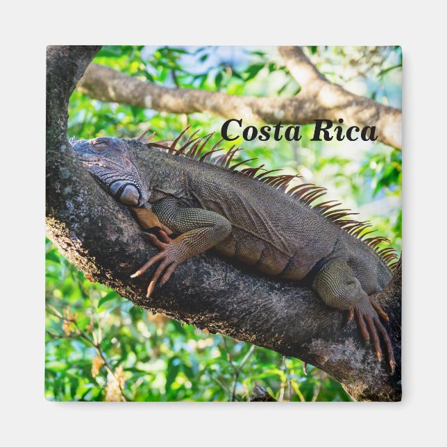 Íman Costa Rica, Muelle - Iguana preguiçosa descansando (Frente)