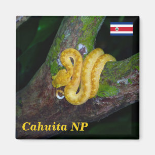 Íman Costa Rica, Parque Nacional Cahuita - Viper Eyelas