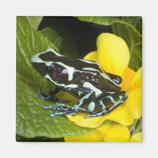 Íman Costa Rica, Península de Osa (Frente)