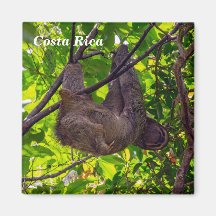 Costa Rica - preguiça feliz