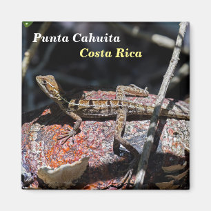 Íman Costa Rica, Punta Cahuita - Female basilisk Lizard