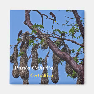 Íman Costa Rica, Punta Cahuita - Psarocolius decumanus