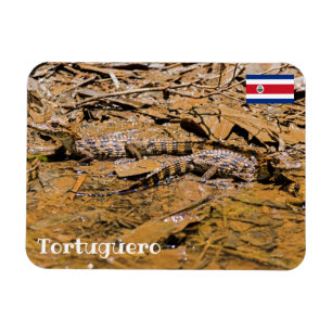 Íman Costa Rica, Tortuguero - Baby crocodilos