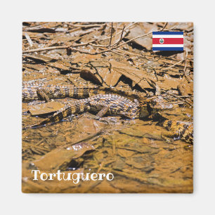 Íman Costa Rica, Tortuguero - Baby crocodilos