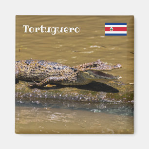 Íman Costa Rica, Tortuguero - Crocodilo sorridente