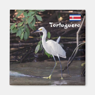Íman Costa Rica, Tortuguero - Egretta thula