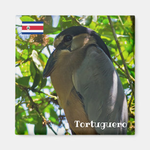 Íman Costa Rica, Tortuguero - Herão de bico-de-barco