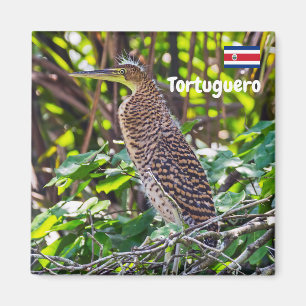 Íman Costa Rica, Tortuguero - Heron