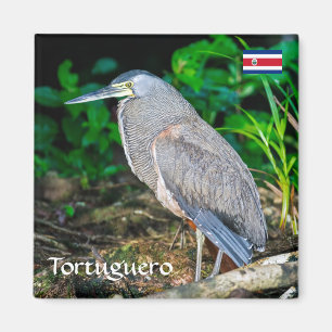 Íman Costa Rica, Tortuguero - Heron