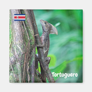 Íman Costa Rica, Tortuguero - Lagarto Basilisco