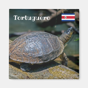 Íman Costa Rica, Tortuguero - Tartaruga do Rio