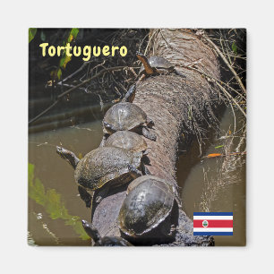 Íman Costa Rica, Tortuguero - Tartarugas