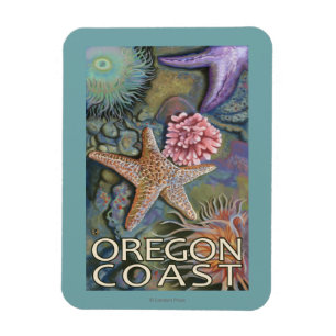 Íman Costa Tidepool de Oregon