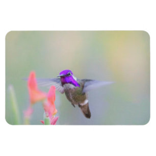 Íman Costa's Hummingbird em aproximação