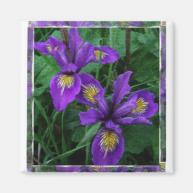 Íman Costeira do Pacífico (Douglas) íris - Magnet (Frente)