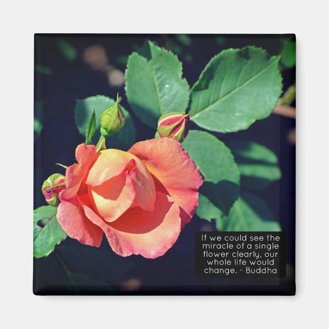 Íman Cota Motivacional Rosa cor-de-rosa (Frente)