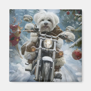 Íman Coton De Tulear Cachorro Dirigindo Motocicleta Nat