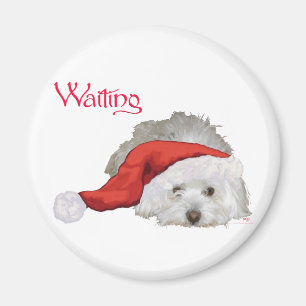 Íman Coton de Tulear - Esperando