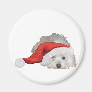 Íman Coton de Tulear - Esperando