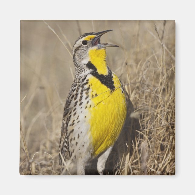 Íman Cotovia-de-barriga-amarela (Sturnella neglecta) (Frente)