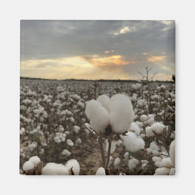 Íman Cotton Sunset (Frente)