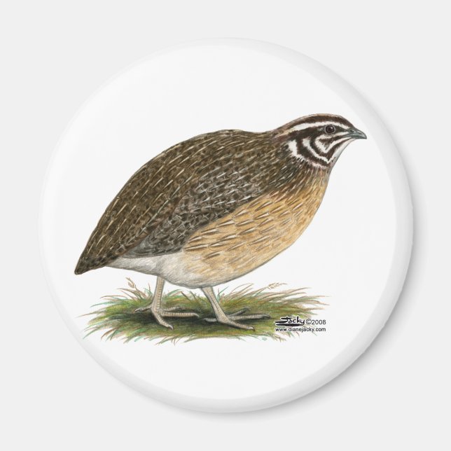 Íman Coturnix Pharaoh Quail (Frente)