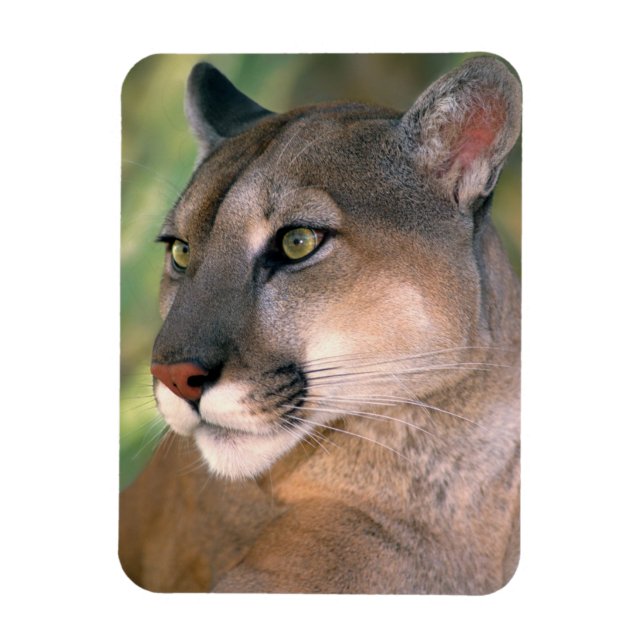 Íman Cougar, Califórnia (Vertical)