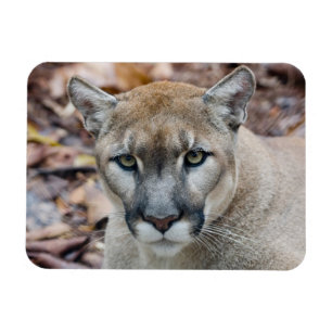 Íman Cougar, leão da montanha, Puma da Flórida