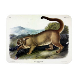 Íman Cougar ou Puma, Pantera, Leão de Montanha, Catmont