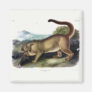 Íman Cougar ou Puma, Pantera, Leão de Montanha, Catmont