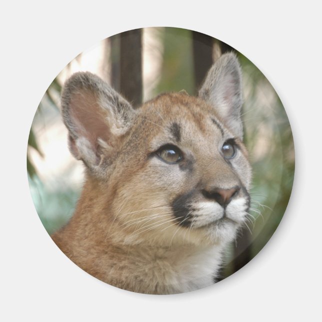 Íman cougarCub5-10x10 (Frente)