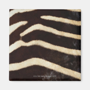 Íman Couro cru da zebra