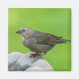 Íman Cowbird de cabeça castanha