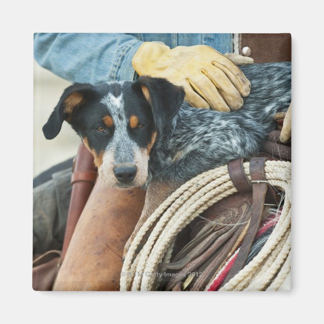Íman Cowboy e cão a cavalo (Frente)