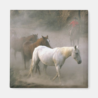 Íman Cowboy Herding