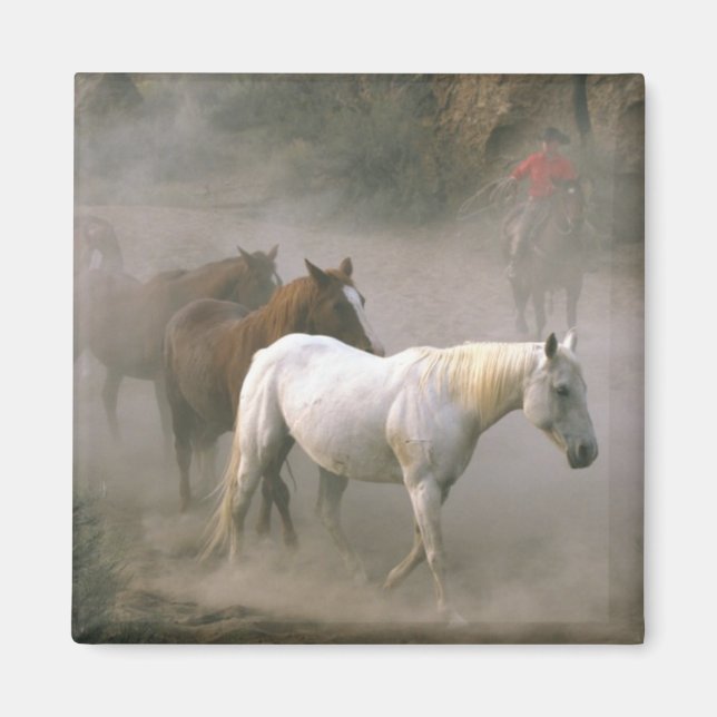 Íman Cowboy Herding (Frente)