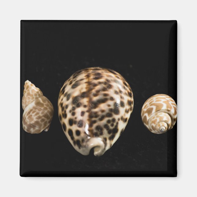 Íman Cowrie Cones 2 Magnet (Frente)