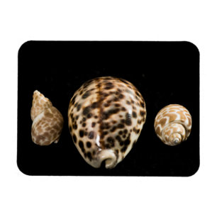 Íman Cowrie Cones 2 Vinil Magnet
