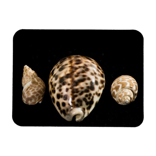 Íman Cowrie Cones 2 Vinil Magnet (Horizontal)