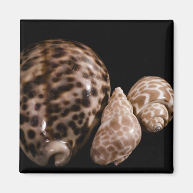 Íman Cowrie Cones Magnet (Frente)