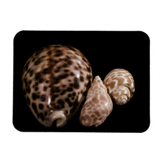 Íman Cowrie Cones Vinyl Magnet