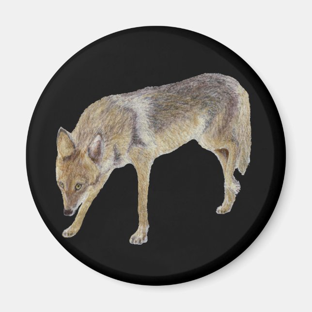 Íman Coyote (Frente)