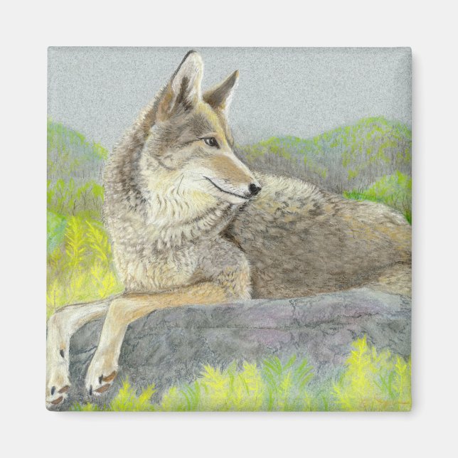 Íman Coyote Magnet (Frente)