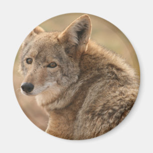 Íman Coyote Magnet